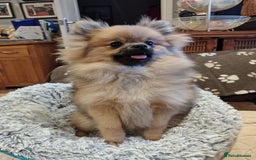 Pomeranian dogs for sale: Pom puppys with Kc reg , pedigree for sale - Image 8