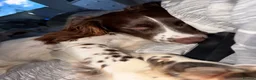 English Springer Spaniel dogs for sale: Springer Spaniel  - Advert 6