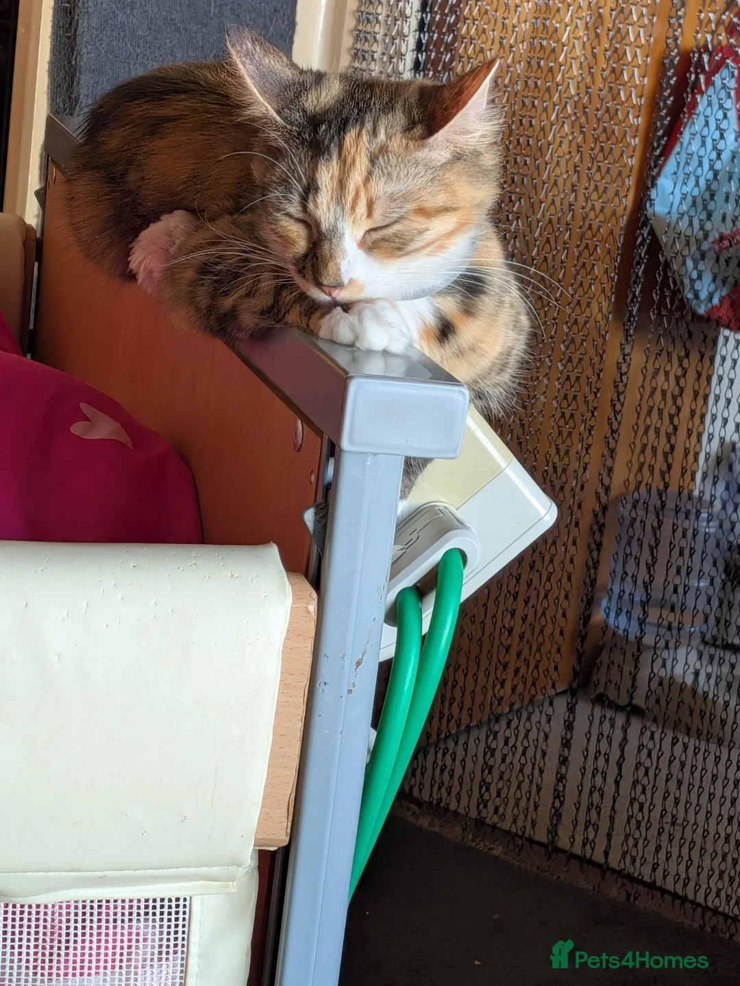 Mixed Breed cats for sale: Cats for rehoming - Advert 2