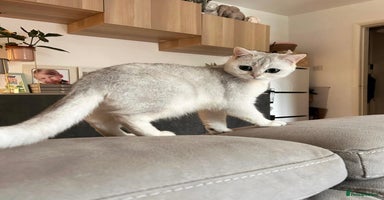 British Shorthair cats - Advert 2