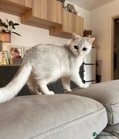 British Shorthair cats - Advert 2