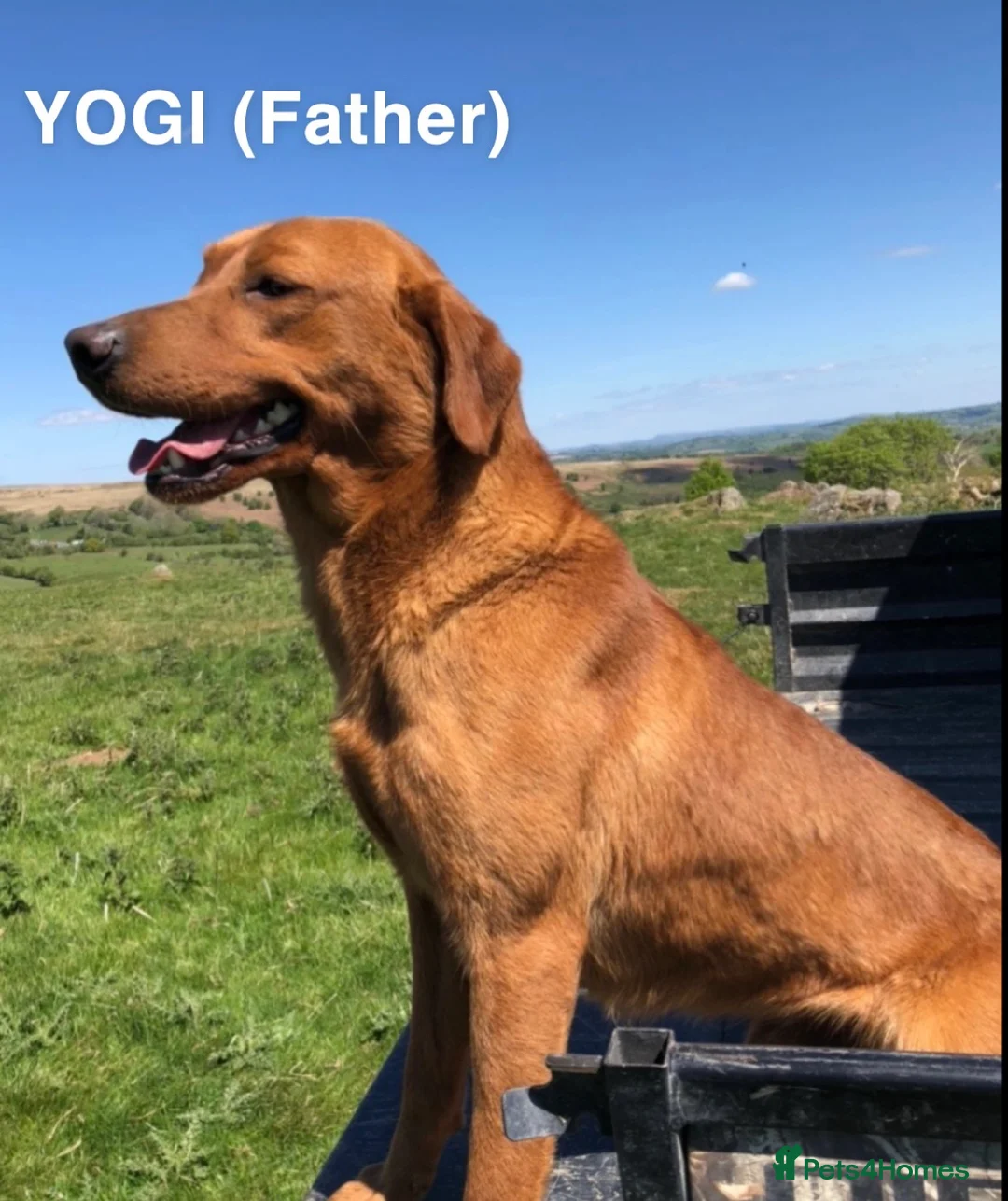 Labrador Retriever dogs for sale: Stunning Red Fox & Golden Labrador Puppies - Advert 9