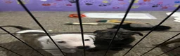 Mixed Breed dogs for sale: Beautiful bull lurcher pups  in Barnstaple - Advert 8