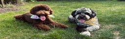 Labradoodle dogs for stud: Gorgeous blue Merle labradoodle stud in Swadlincote - Advert 2