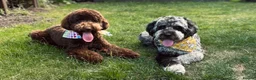 Labradoodle dogs for stud: Gorgeous blue Merle labradoodle stud in Swadlincote - Advert 2