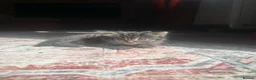 Maine Coon cats for sale: Half Main coon Long haired Tabby - Advert 6