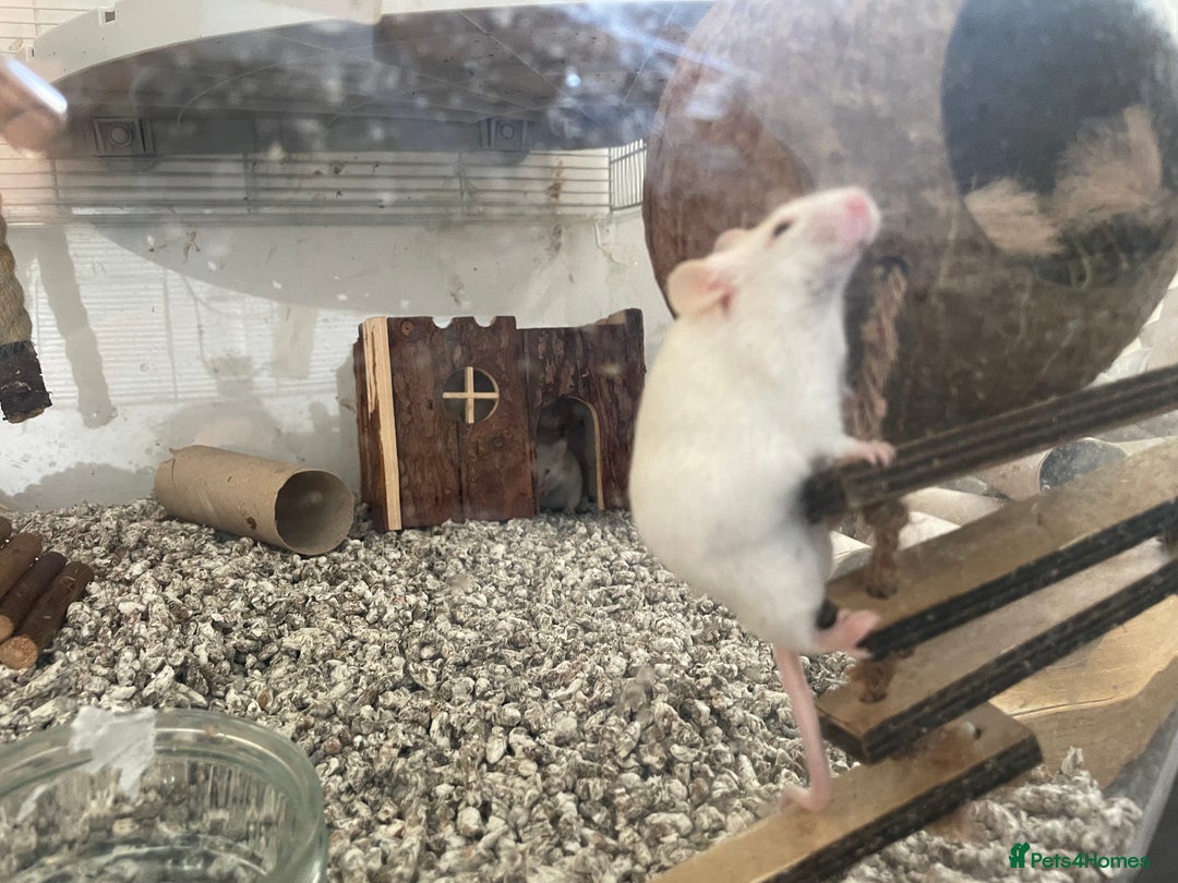 Mouse rodents for sale: Four female mice along with their cage etc. - Image 7