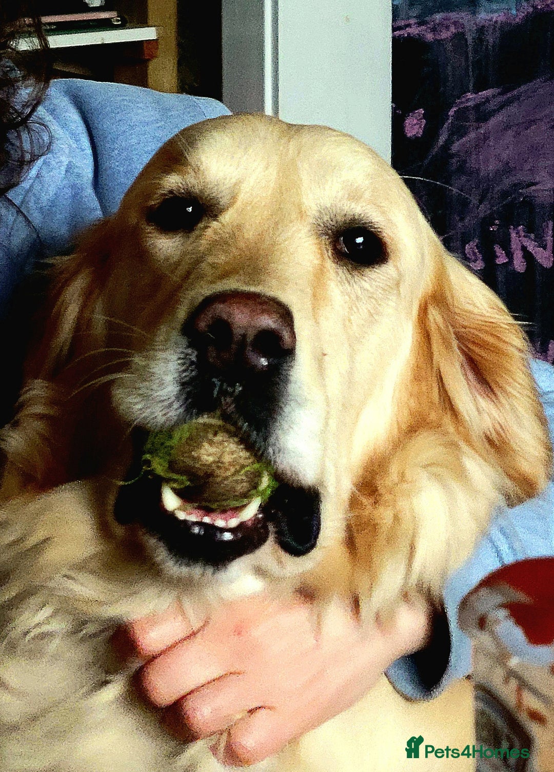 Golden Retriever dogs for sale: Beautiful Golden Retrievers from therapy line - Image 10