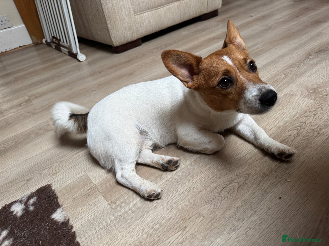 Jack Russell dogs for stud: Derek the Jack Russell looking for the ladies!  - Advert 3