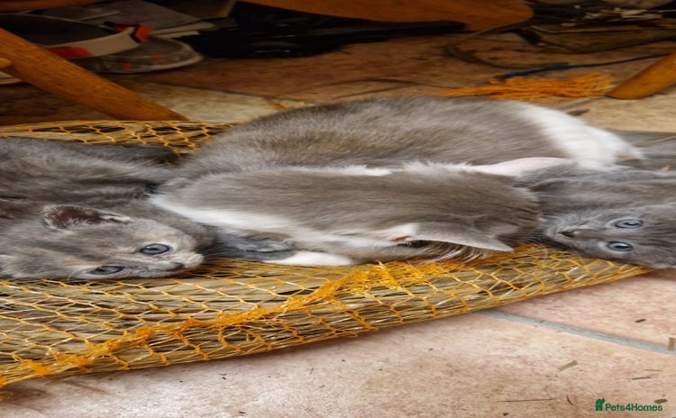 Domestic Shorthair cats - Advert 17