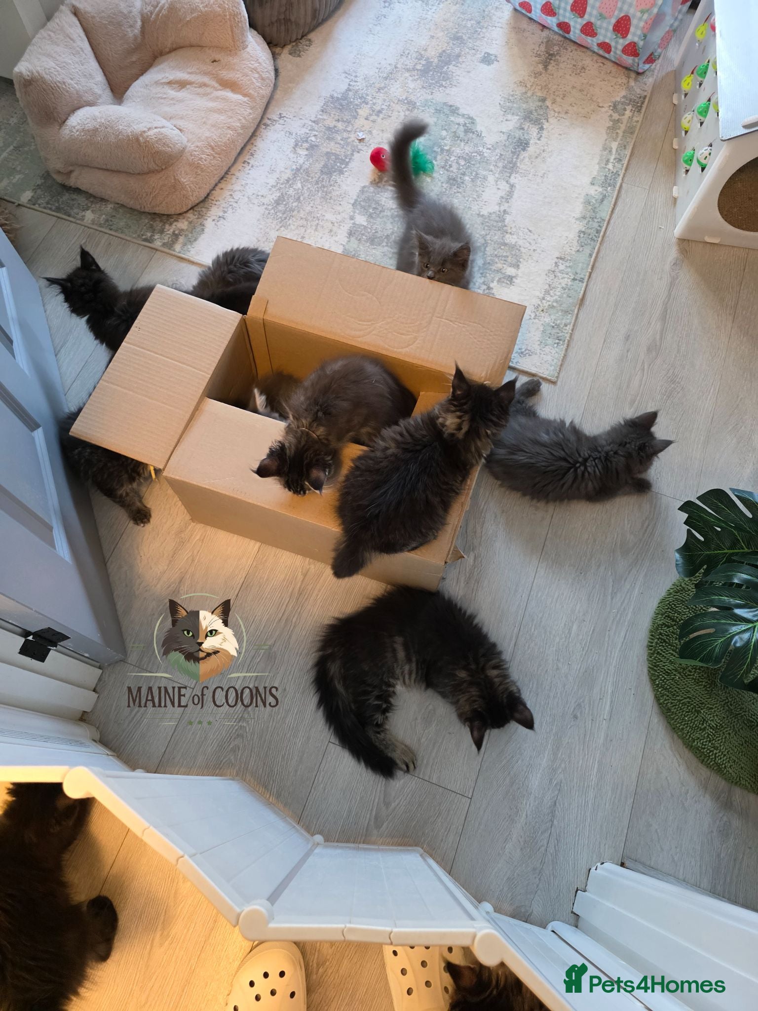 Maine Coon cats Maine coon kittens - Advert 2