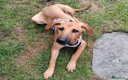 Mixed Breed dogs for adoption: Olive (Hound/Shepherd mix) - Image 5