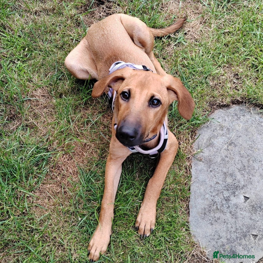 Mixed Breed dogs for adoption: Olive (Hound/Shepherd mix) - Image 5