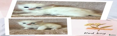 Ragdoll Kitten 2