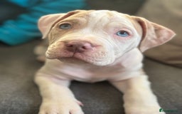 American Bulldog dogs for sale: Casey  - Image 2