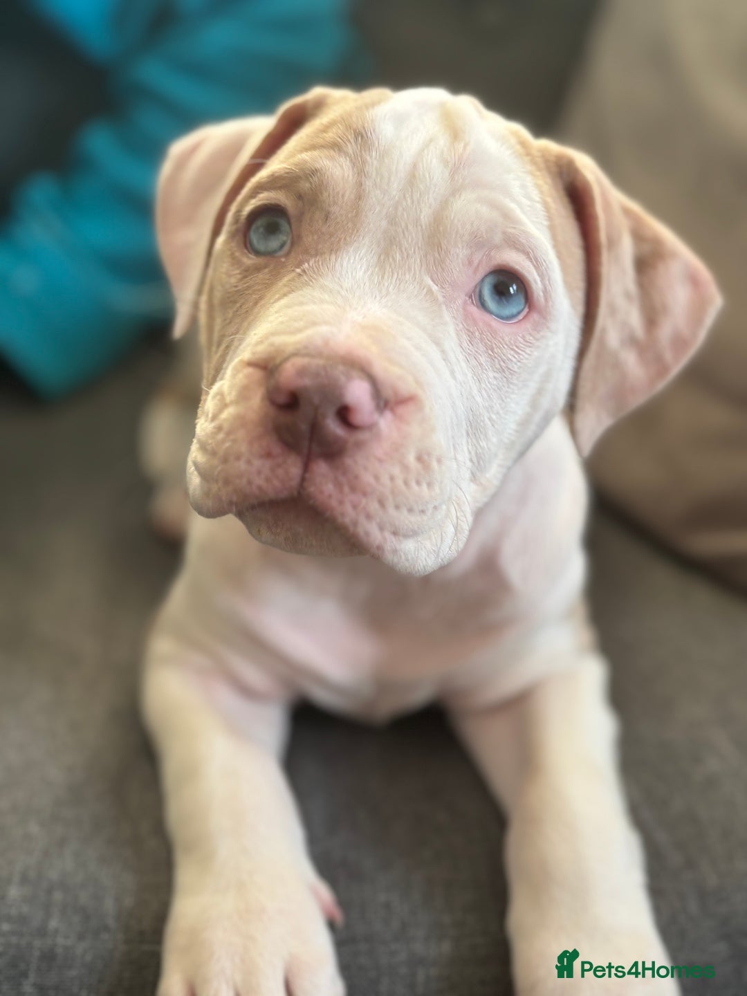American Bulldog dogs for sale: Casey  - Image 2