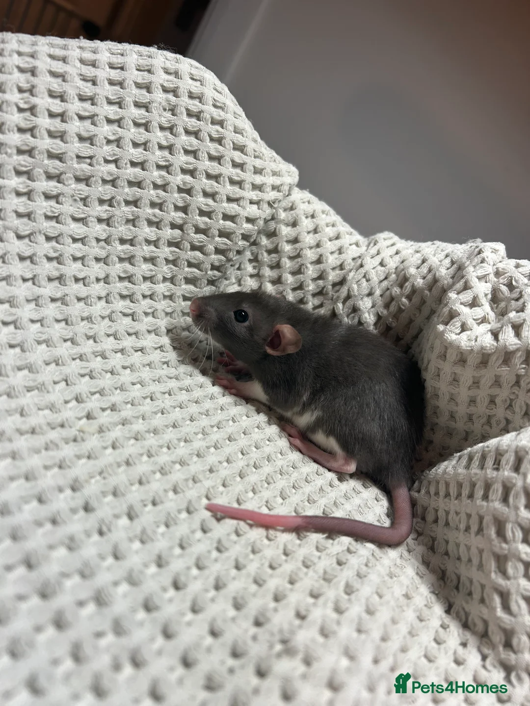 Rat rodents for sale: Baby dumbo rats for sale  - Advert 2