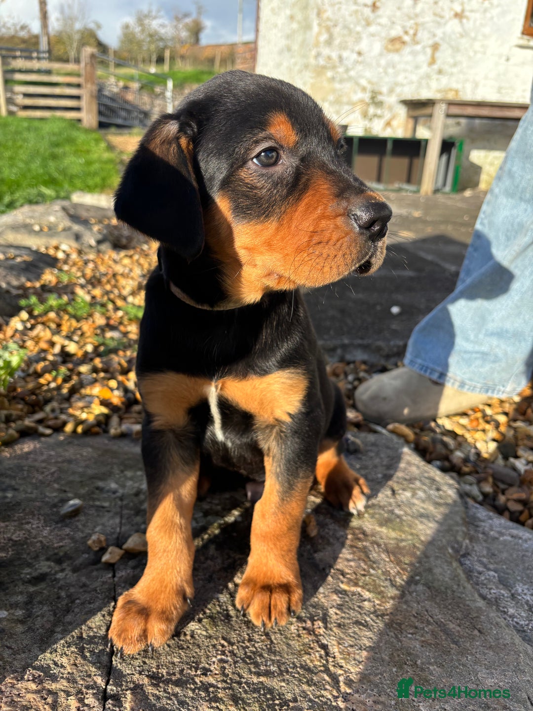 Huntaway dogs for sale: CHUNKY HUNTAWAY PUPPIES FOR SALE  - Image 5