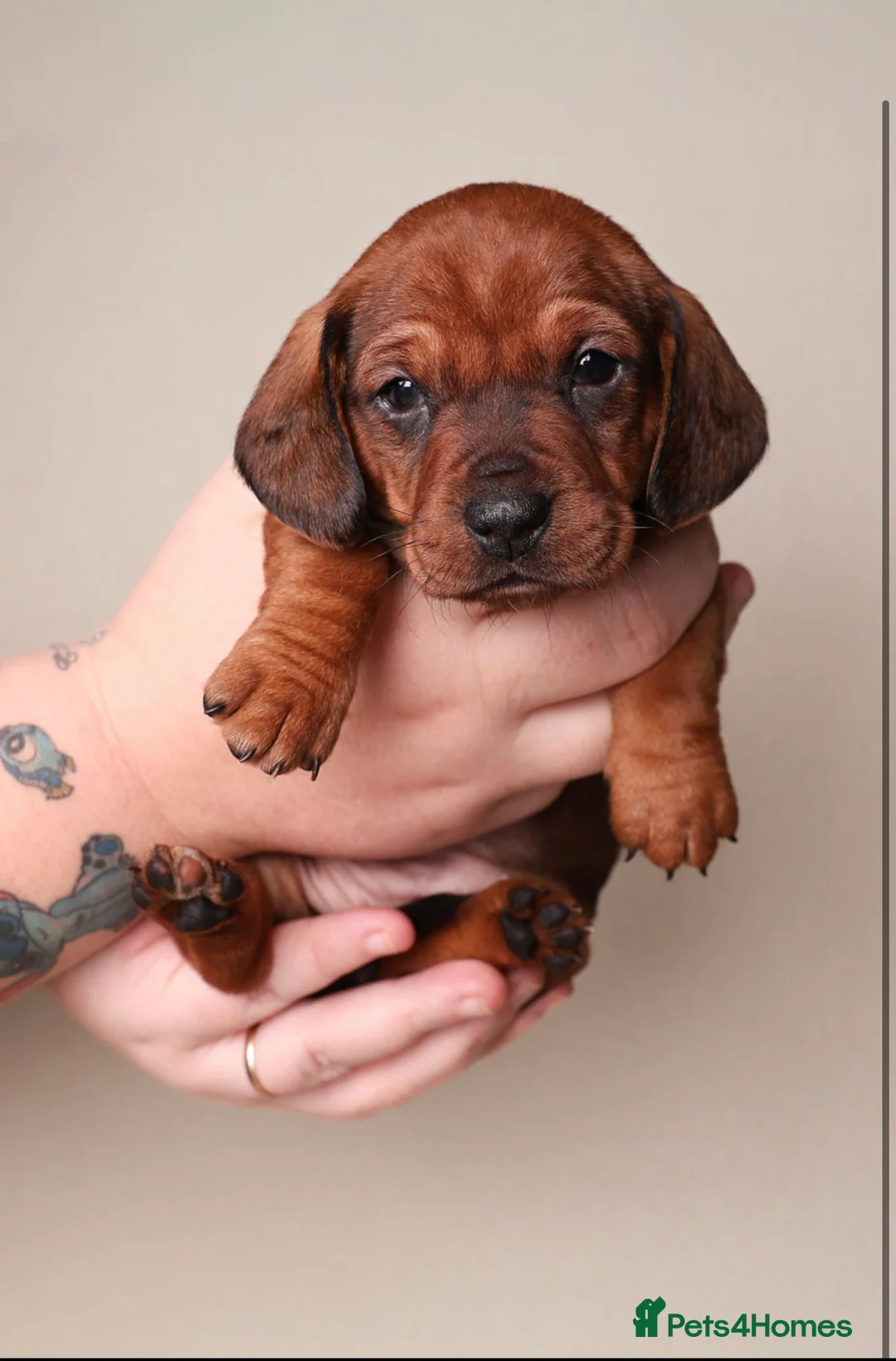 Dachshund dogs for sale: Dachshund choc-based-red puppies available now!! - Advert 28