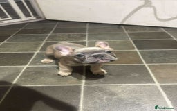 French Bulldog dogs for sale: Lilac bluefawn Frenchbulldog puppies ready to go   - Image 20