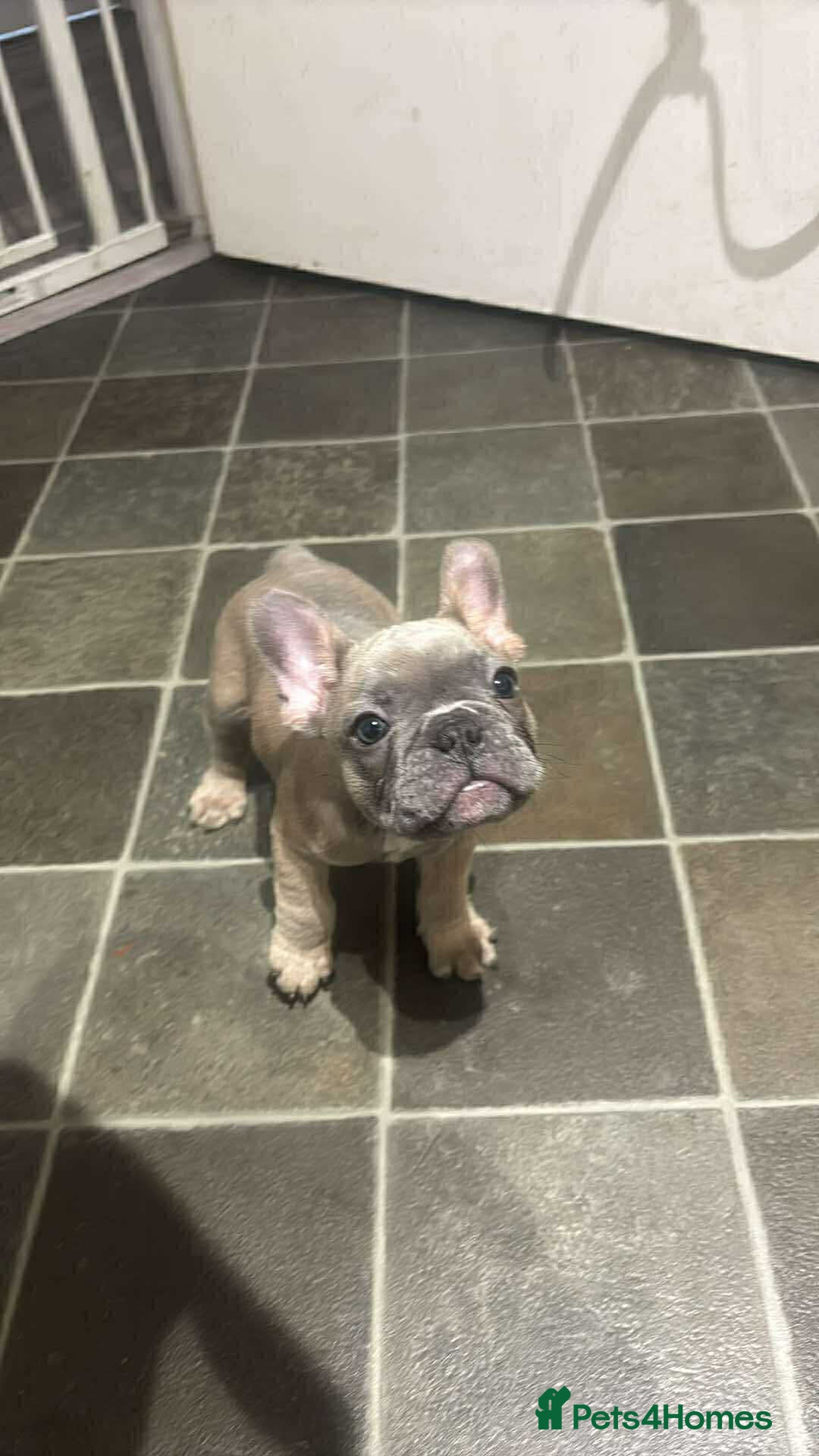 French Bulldog dogs for sale: Lilac bluefawn Frenchbulldog puppies ready to go   - Image 20