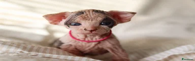 Sphynx Kitten 7