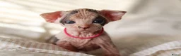 Sphynx cats for sale: Beautiful Pedigree Sphynx Kittens  - Advert 9