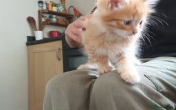 Mixed Breed cats for sale: Adorable kitten for sale - Image 8