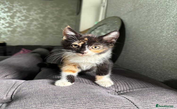 Mixed Breed cats - Advert 1