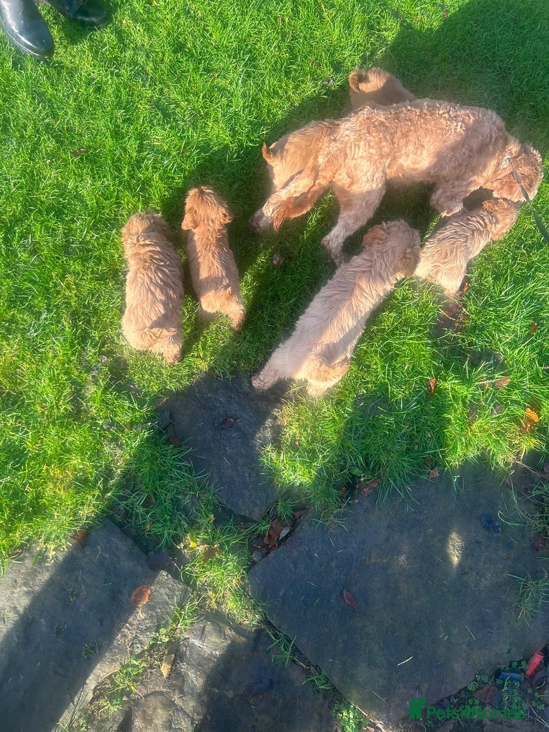 Labradoodle dogs for sale: Gorgeous Health Checked Labradoodle Puppies - Advert 4