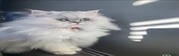 Persian cats for sale: Stunning Persian Chinchilla Kittens - Lancashire. - Advert 8