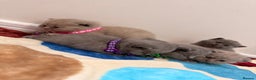 British Shorthair cats for sale: Beautiful big British Shorthair Kittens - Advert 5