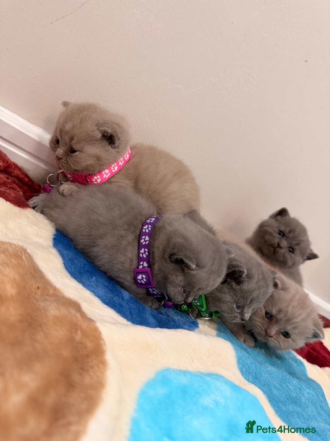 British Shorthair cats for sale: Beautiful big British Shorthair Kittens - Advert 5