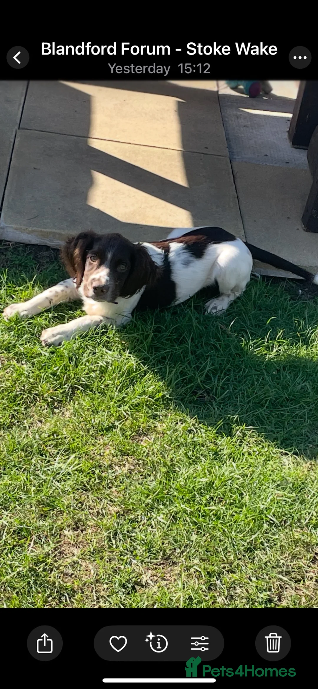 English Springer Spaniel dogs for sale:  KC registered Springer Spaniel Puppy for Sale - Advert 2