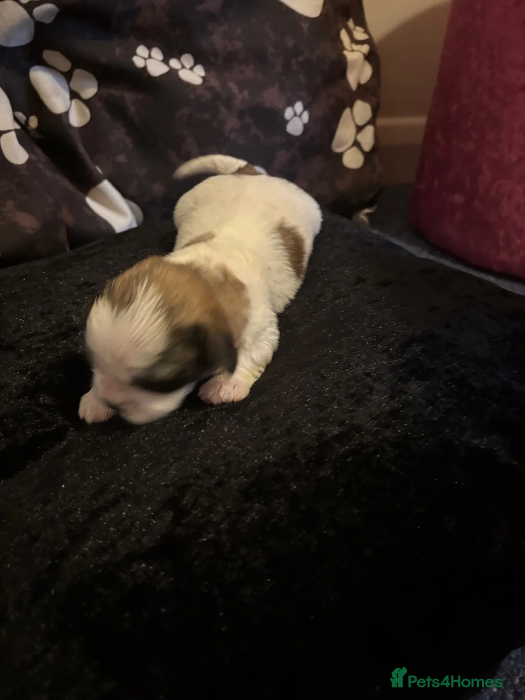 Zuchon dogs for sale: Zuchon puppies looking for forever home £650 in Brentwood - Advert 27