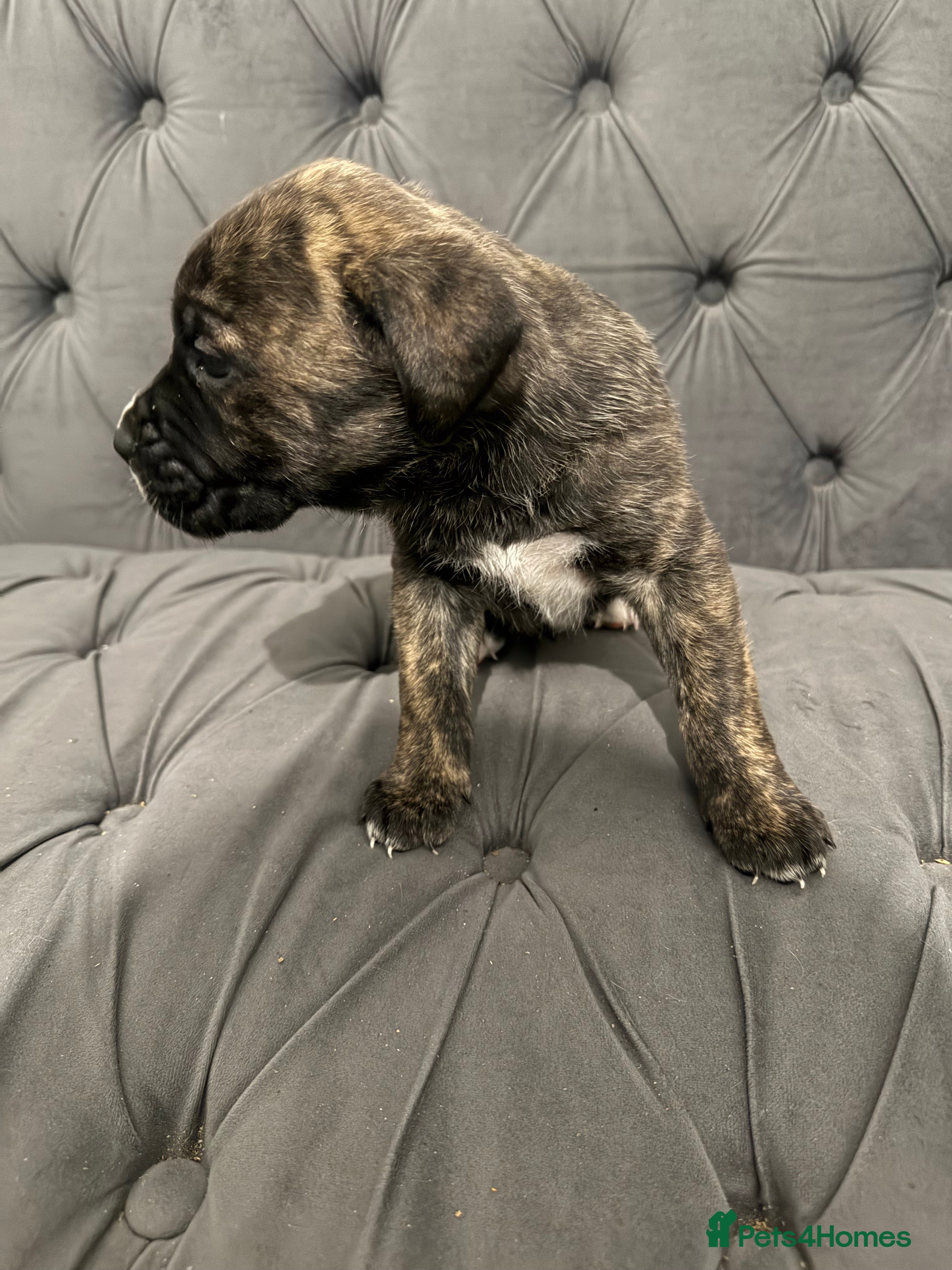 Presa Canario dogs Pure elite * presa Canario pups - Advert 1