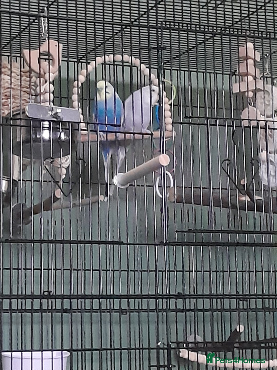 Budgerigars birds for sale: Bonded pair of budgies  - Image 1