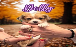 Chihuahua dogs for stud: Merle long haired Chihuahua Stud in Nottingham - Image 23