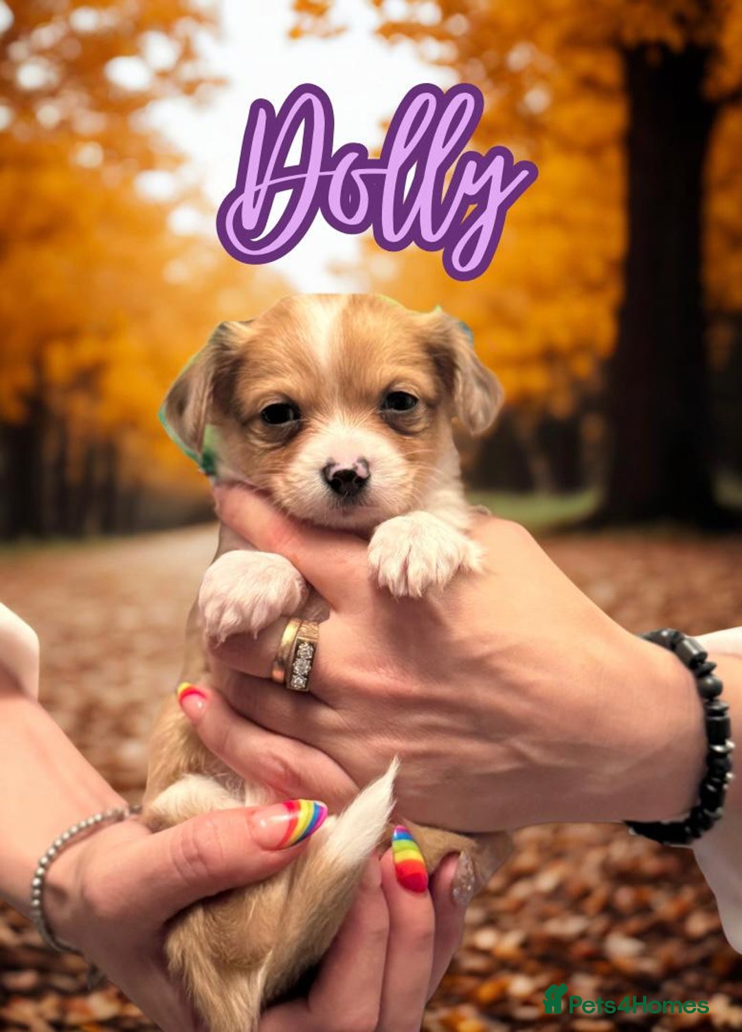 Chihuahua dogs for stud: Merle long haired Chihuahua Stud in Nottingham - Image 23