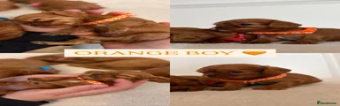 ORANGE BOY 