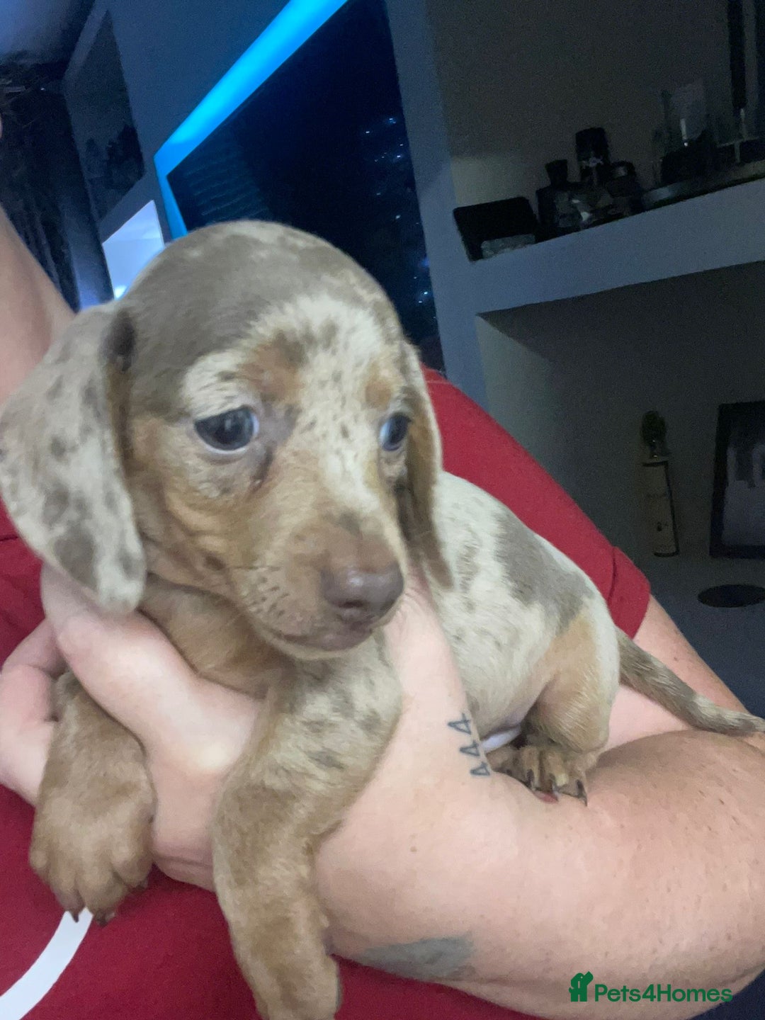 Dachshund dogs for sale: READY TO LEAVE -Beautiful Dachshund puppies - Advert 18