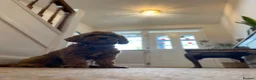 Cavapoochon dogs for stud: 🐶 STUD AD – MAX (Cavapoochon, 2 years old) in Croydon - Advert 7