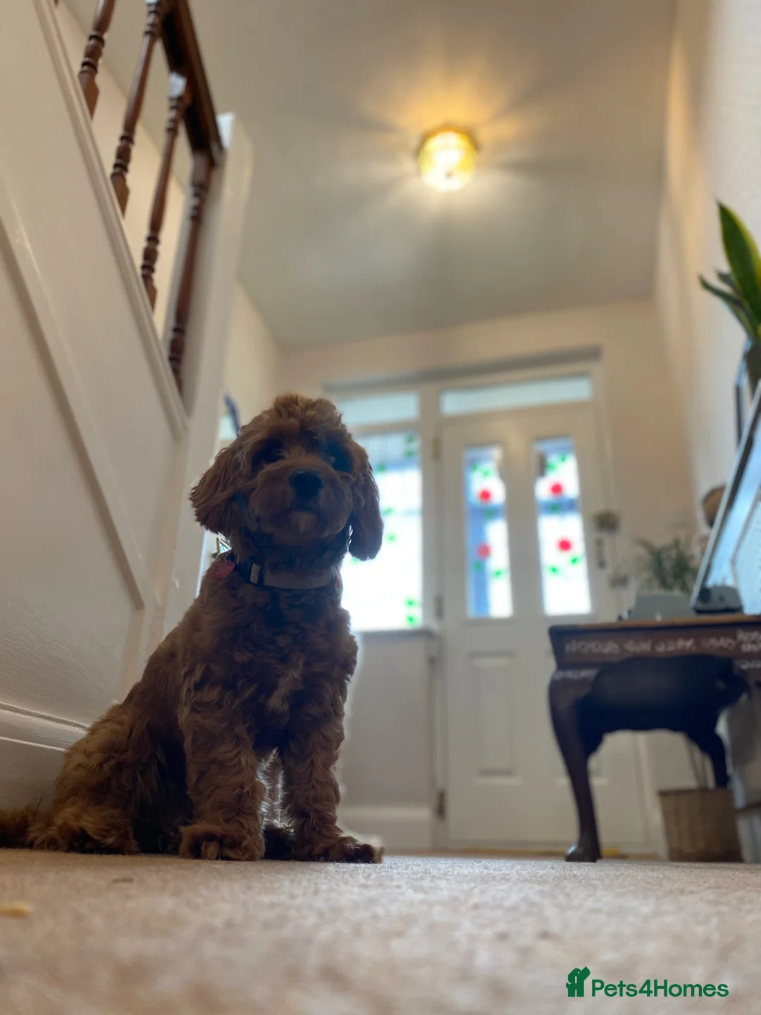 Cavapoochon dogs for stud: 🐶 STUD AD – MAX (Cavapoochon, 2 years old) in Croydon - Advert 7
