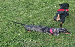 Miniature Dachshund dogs for sale: Frankie needs a loving home  - Image 4