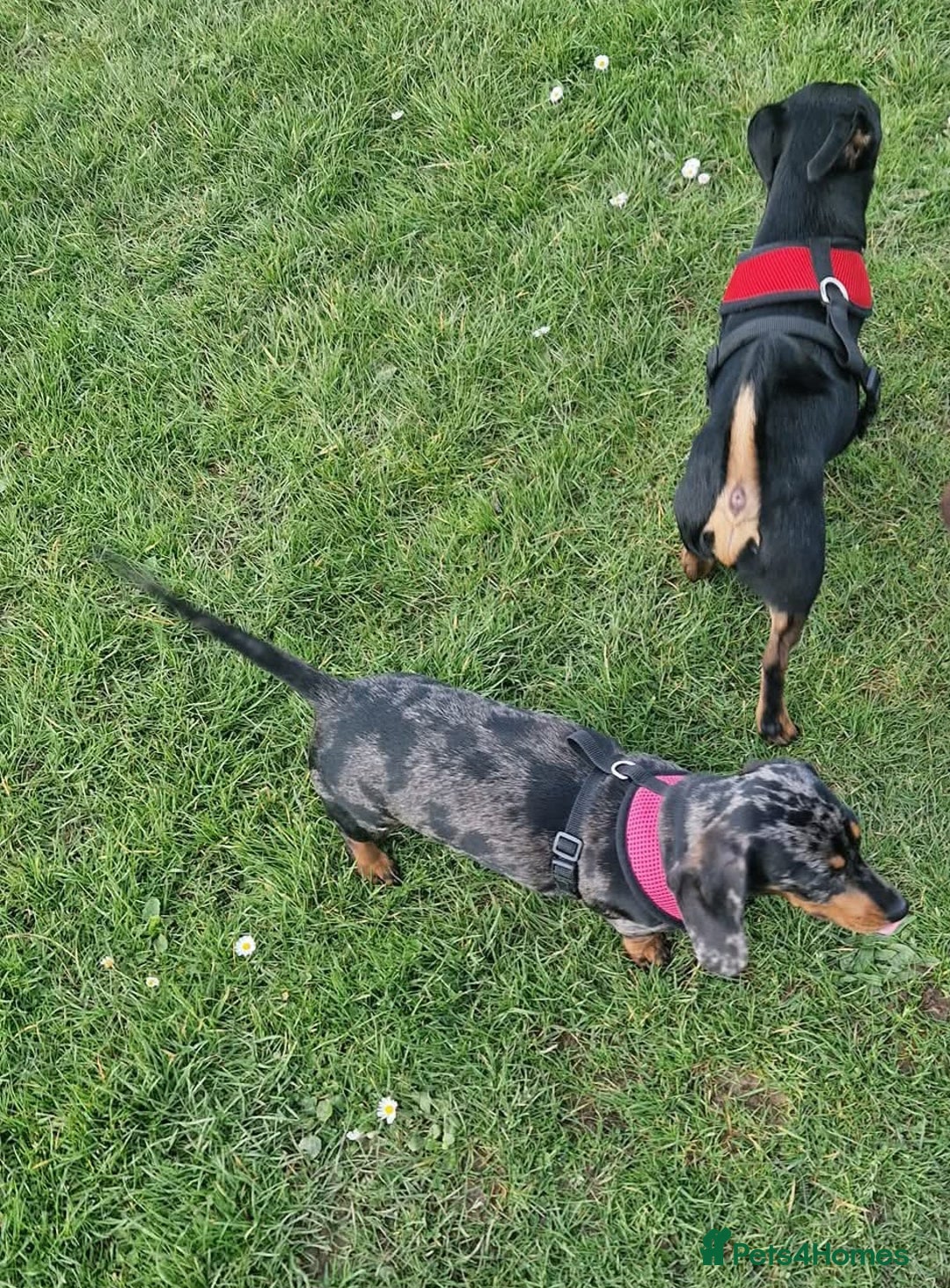 Miniature Dachshund dogs for sale: Frankie needs a loving home  - Image 4