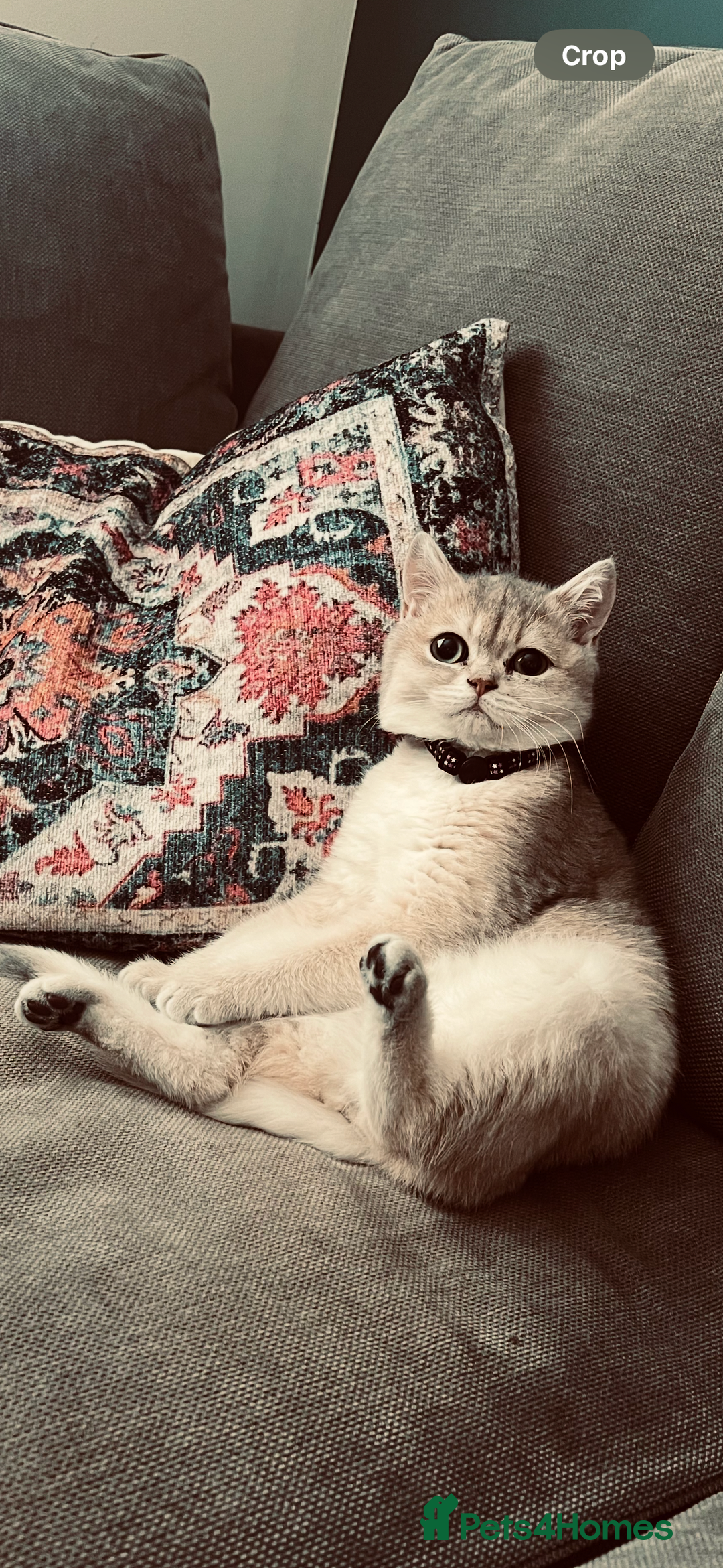 British Shorthair cats for sale: Beautiful Cat Looking for a New Home  - Image 4