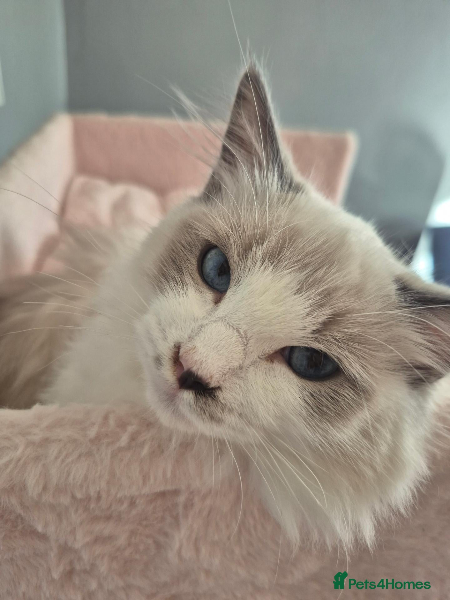 Ragdoll cats Two cuddly GCCF Ragdoll boys available 🩵 - Advert 5