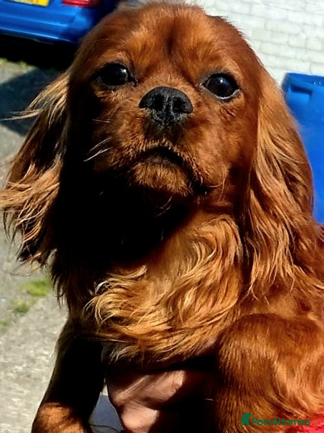 Cavalier King Charles Spaniel dogs for stud: Cavalier KC reg health tested proven stud  - Image 8