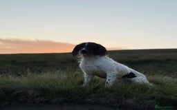 English Springer Spaniel dogs for sale: KC registered Springer spaniels puppies  - Image 16