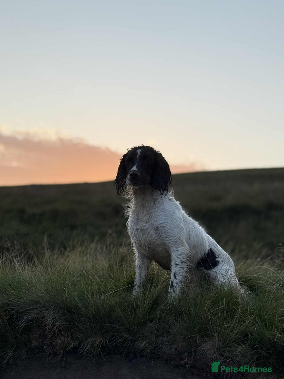 English Springer Spaniel dogs for sale: KC registered Springer spaniels puppies  - Image 16